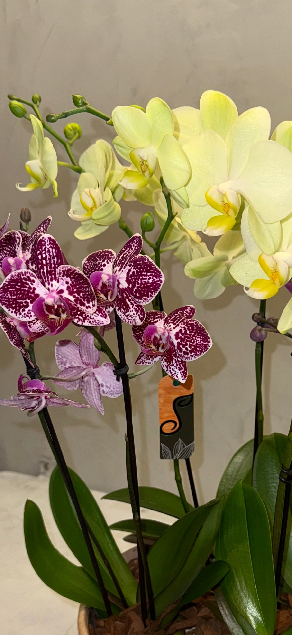 Three Orchids Collection ENROSE