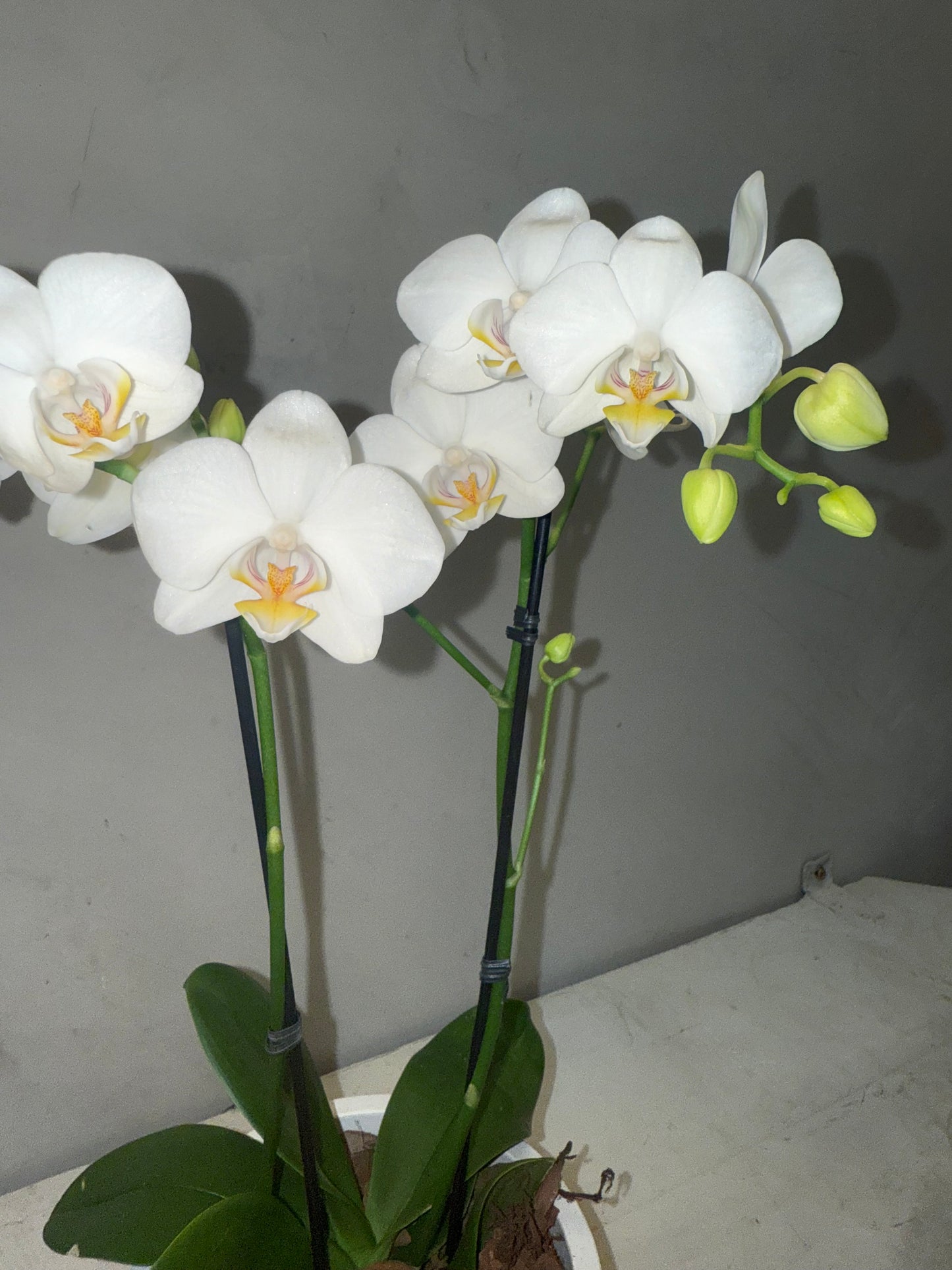 Miniature white orchid in a modern burnt cement vase.