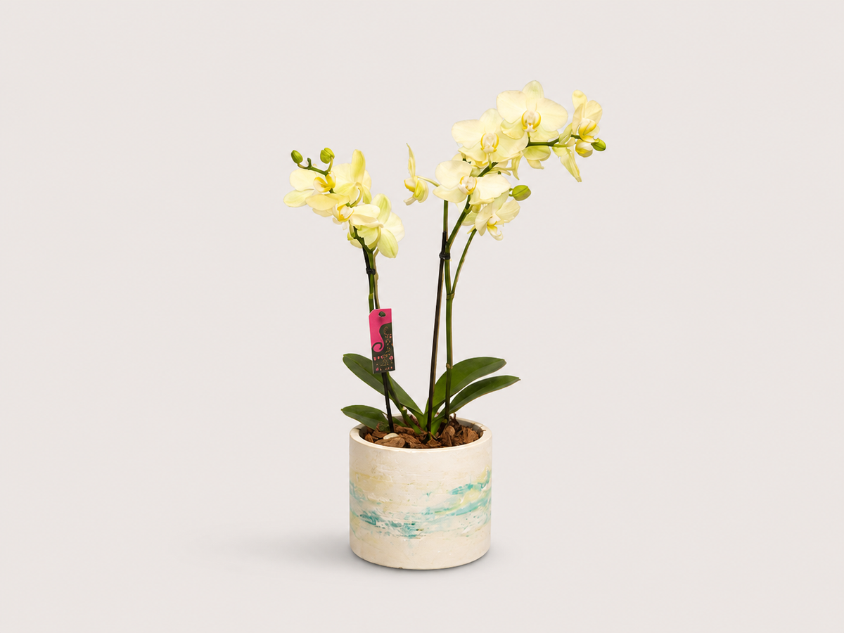 Miniature yellow orchid in a modern burnt cement vase.