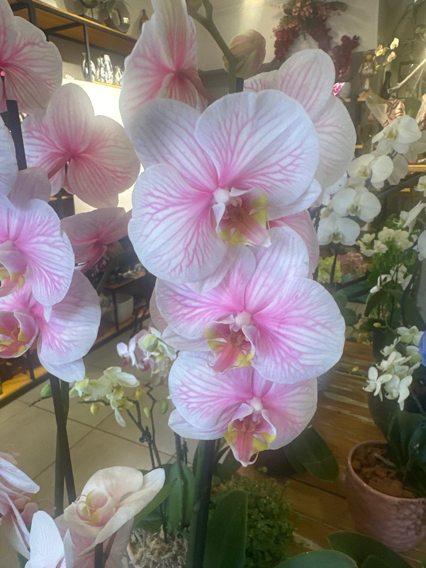 Arrangement with Large and Mini Orchid in Special Color in Pink Box