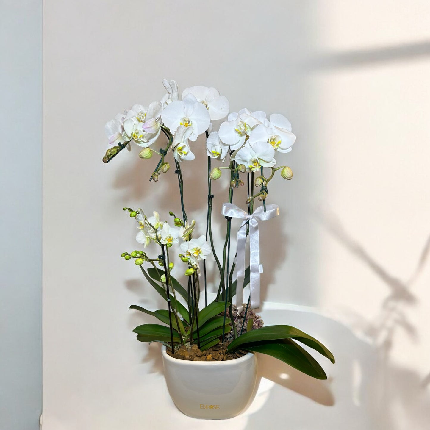 Orquídea Branca Exclusiva em Vaso Moderno
