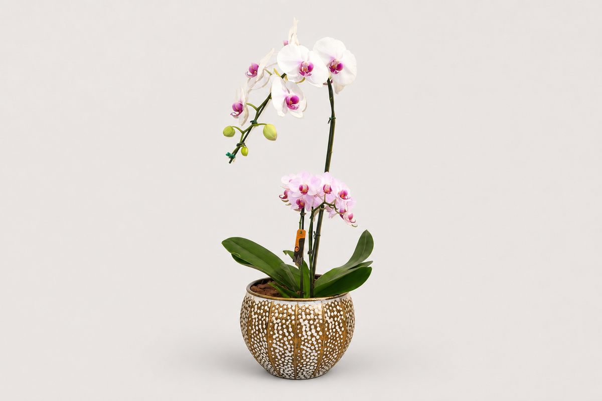 Combo de Orquídeas Brancas – Haste Única + Mini Dupla em Vaso Decorativo Premium