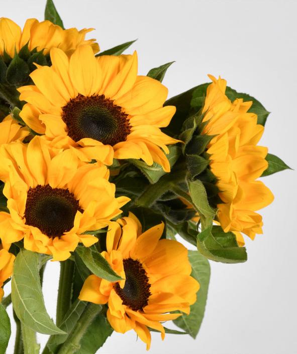 Glow of Hope and Energy