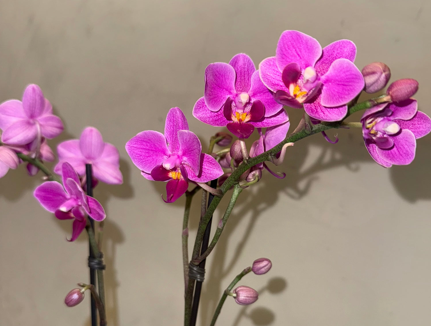 Mini Orquideas