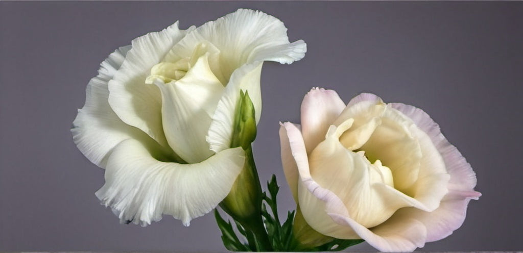 Lisianthus