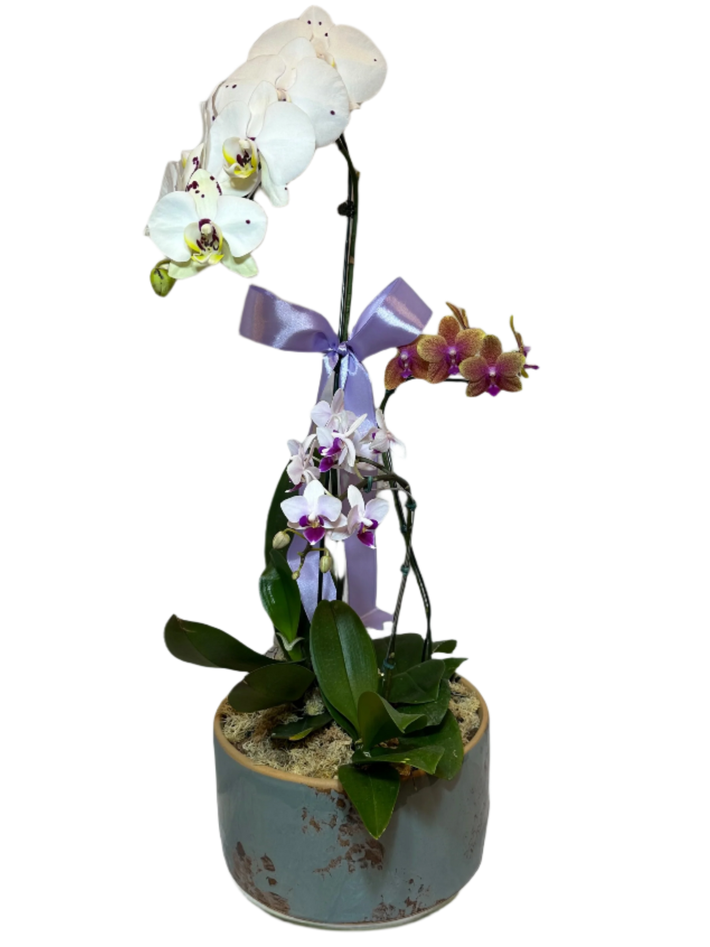 Elegant Arrangement of Three Orchids in a Ceramic Vase