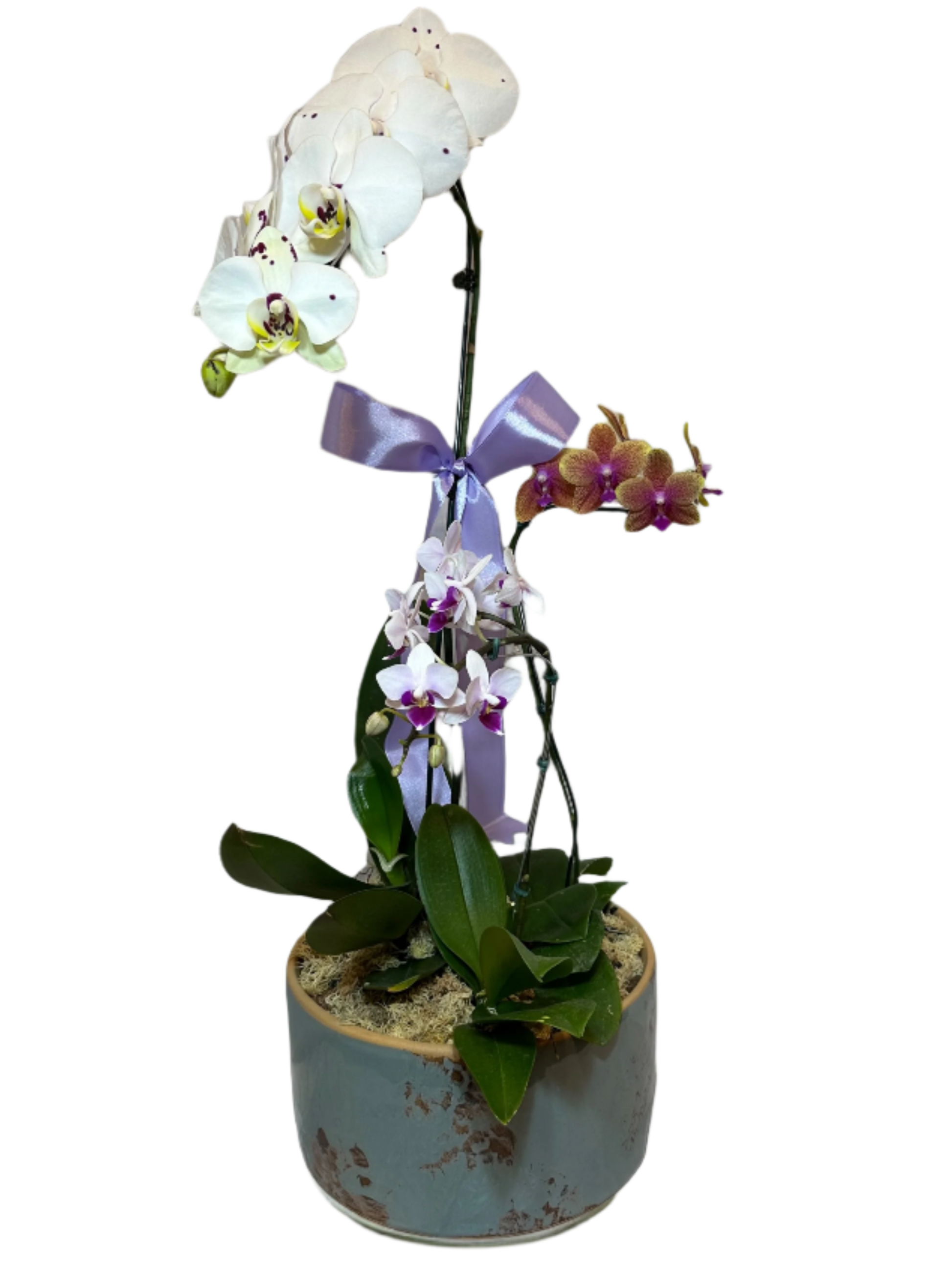 Arranjo Elegante de Três Orquídeas em Vaso de Cerâmica