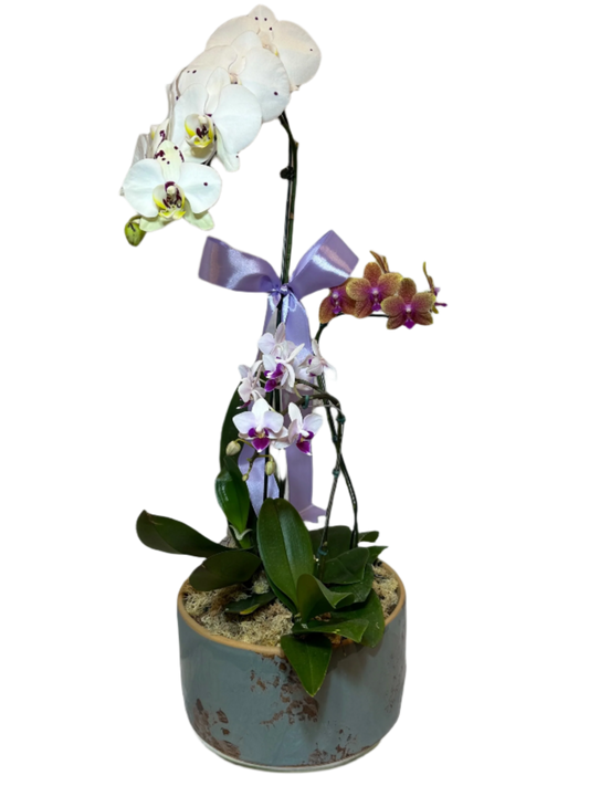 Elegant Arrangement of Three Orchids in a Ceramic Vase