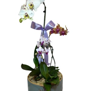 Arranjo Elegante de Três Orquídeas em Vaso de Cerâmica