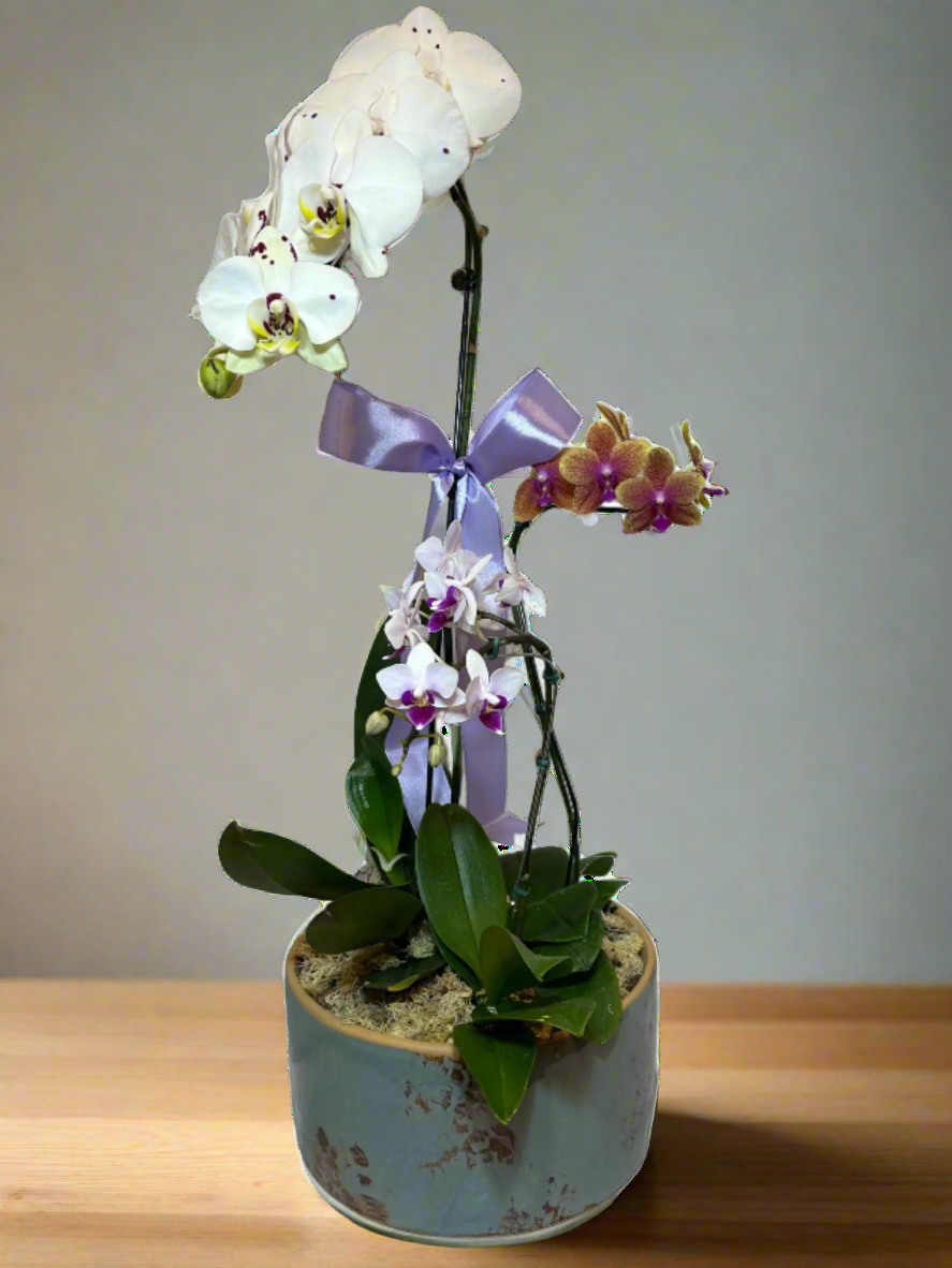 Elegant Arrangement of Three Orchids in a Ceramic Vase