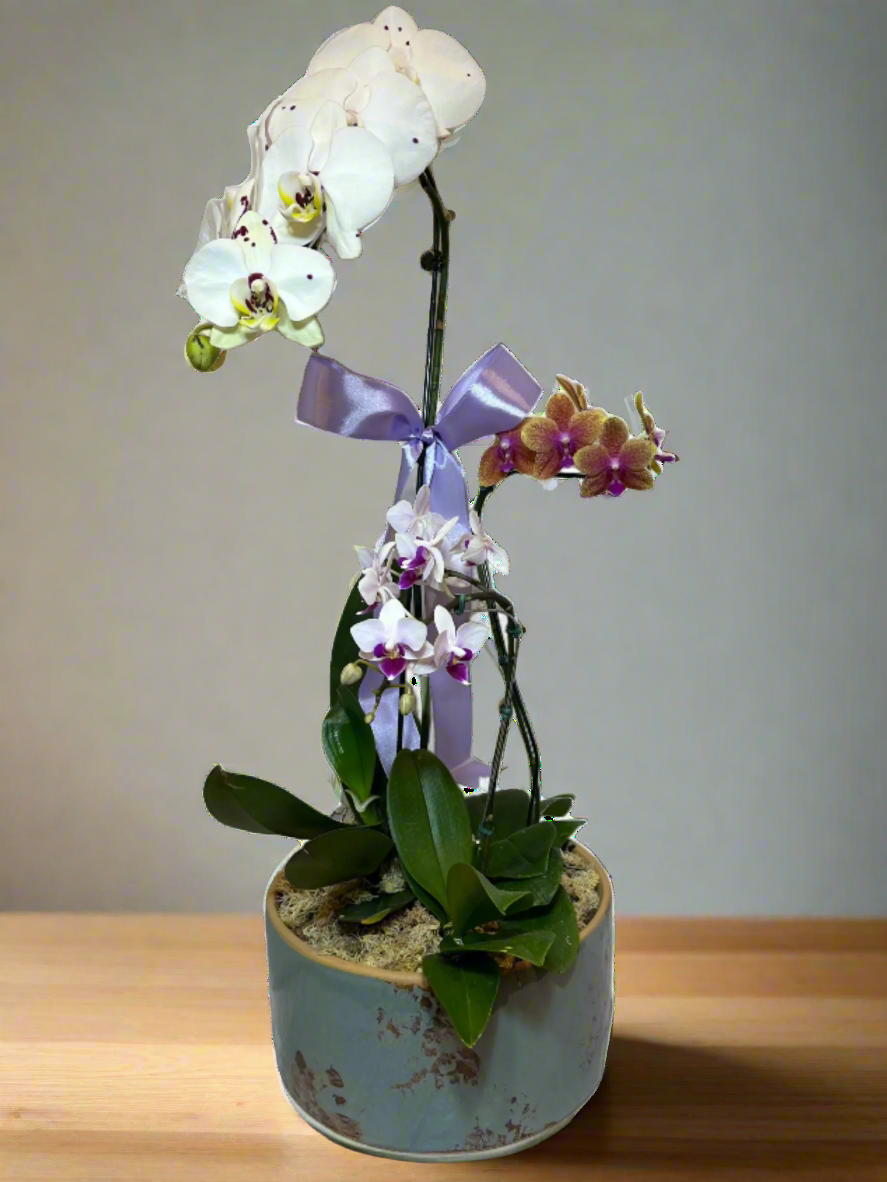 Arranjo Elegante de Três Orquídeas em Vaso de Cerâmica