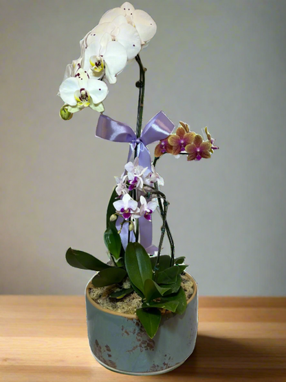 Elegant Arrangement of Three Orchids in a Ceramic Vase