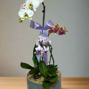 Arranjo Elegante de Três Orquídeas em Vaso de Cerâmica