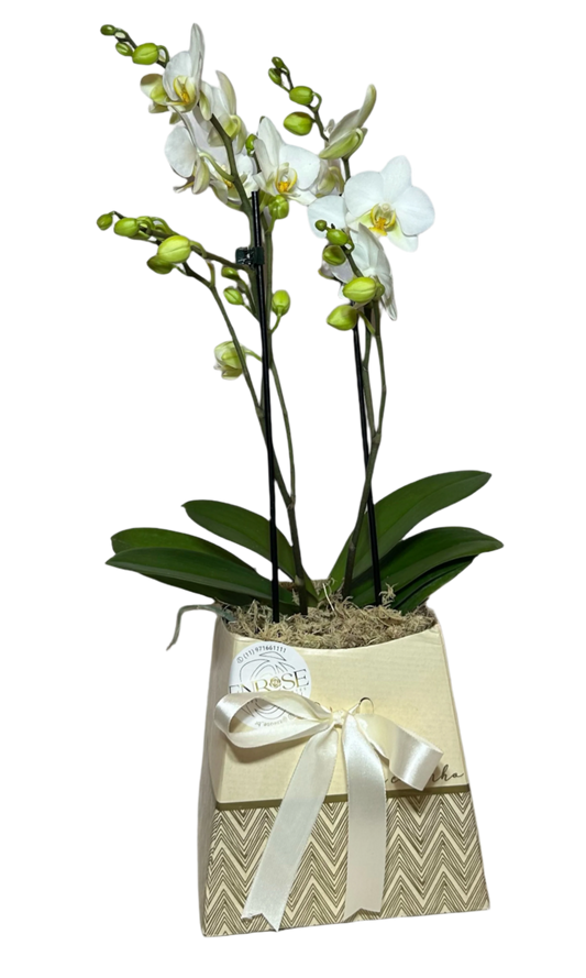 Mini Orquídeas Brancas em Caixa Elegante