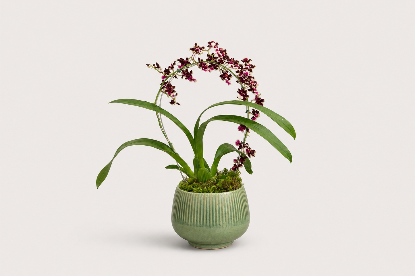 Orquídea Chocolate Premium em Vaso Elegante