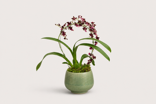 Orquídea Chocolate Premium em Vaso Elegante