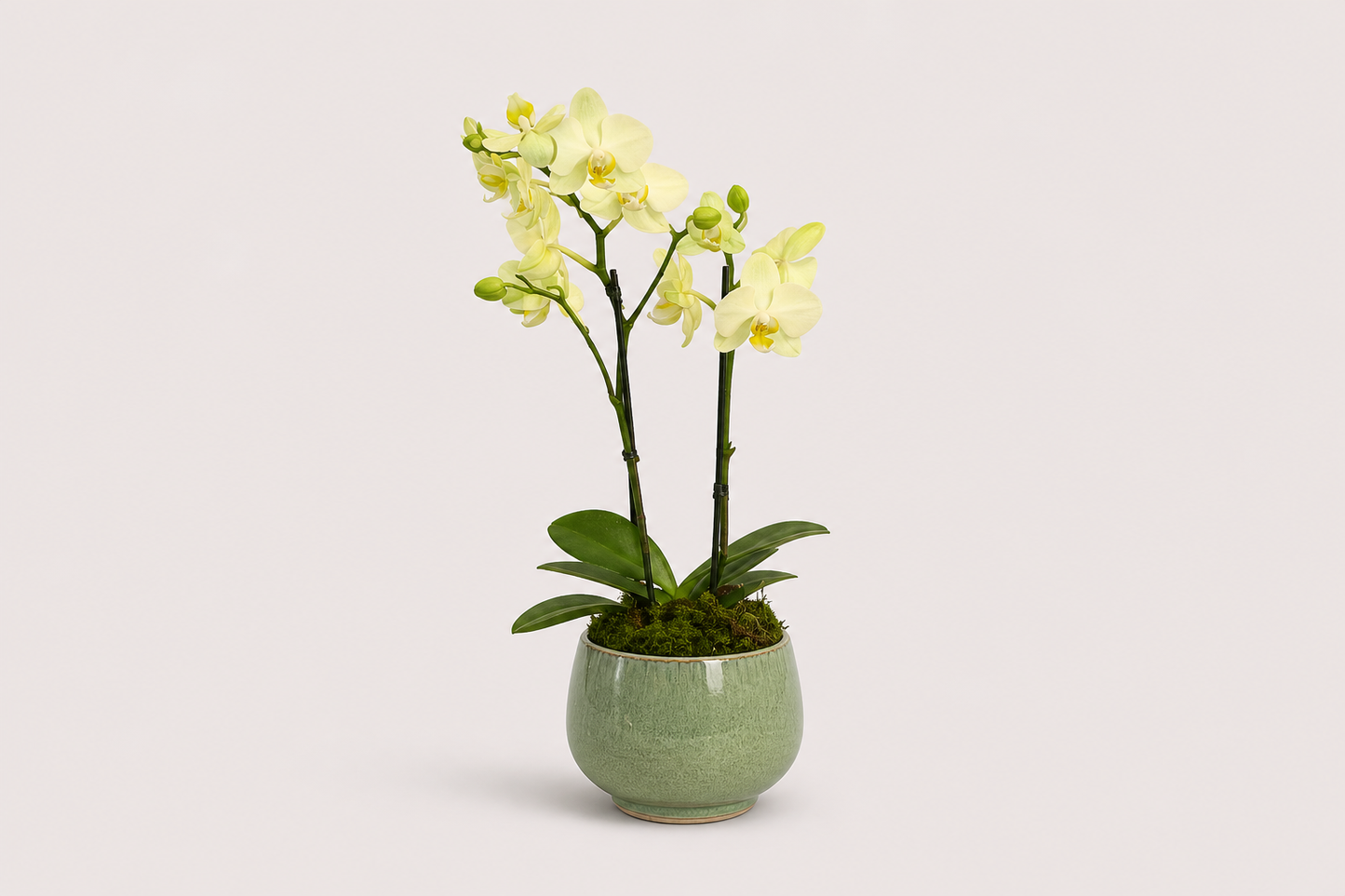Mini Orquídea Elegante em Vaso