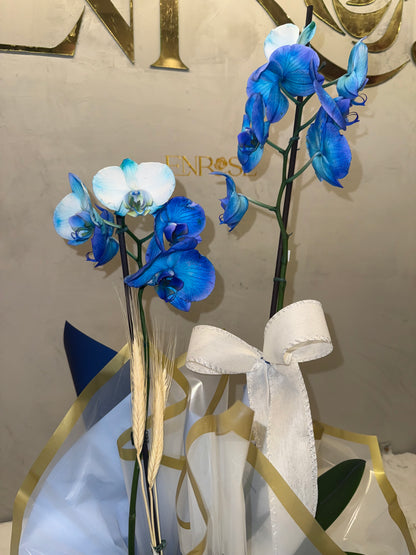 Blue Orchid with Elegant Packaging