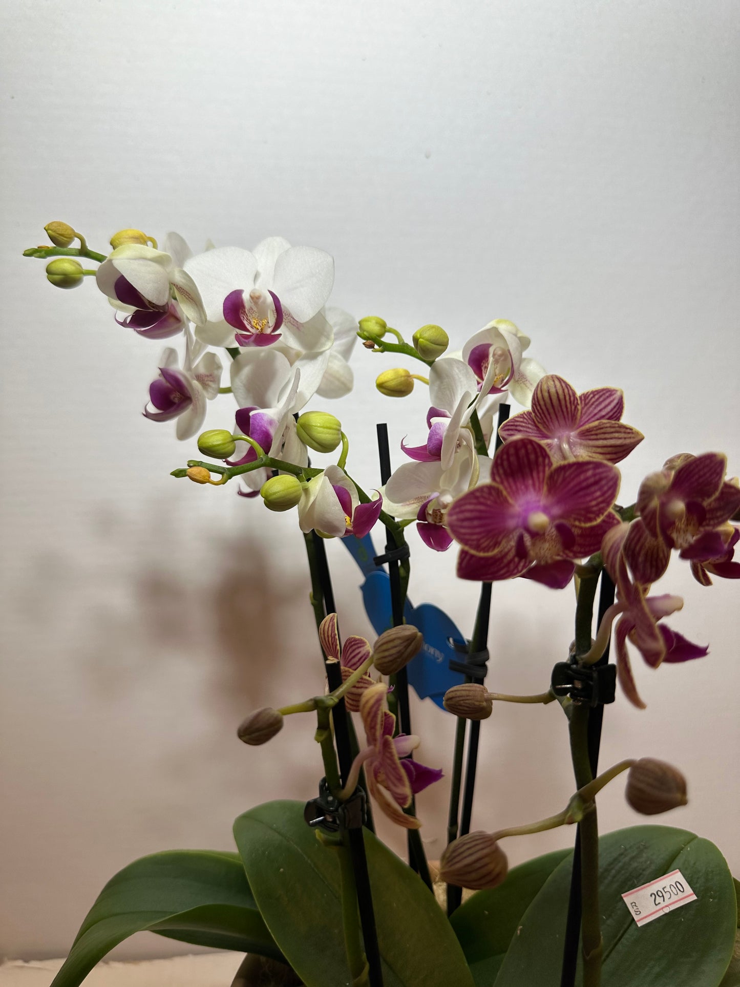 Duas Mini Orquídeas em Vaso de Cerâmica