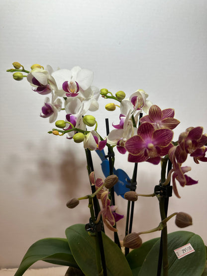 Duas Mini Orquídeas em Vaso de Cerâmica