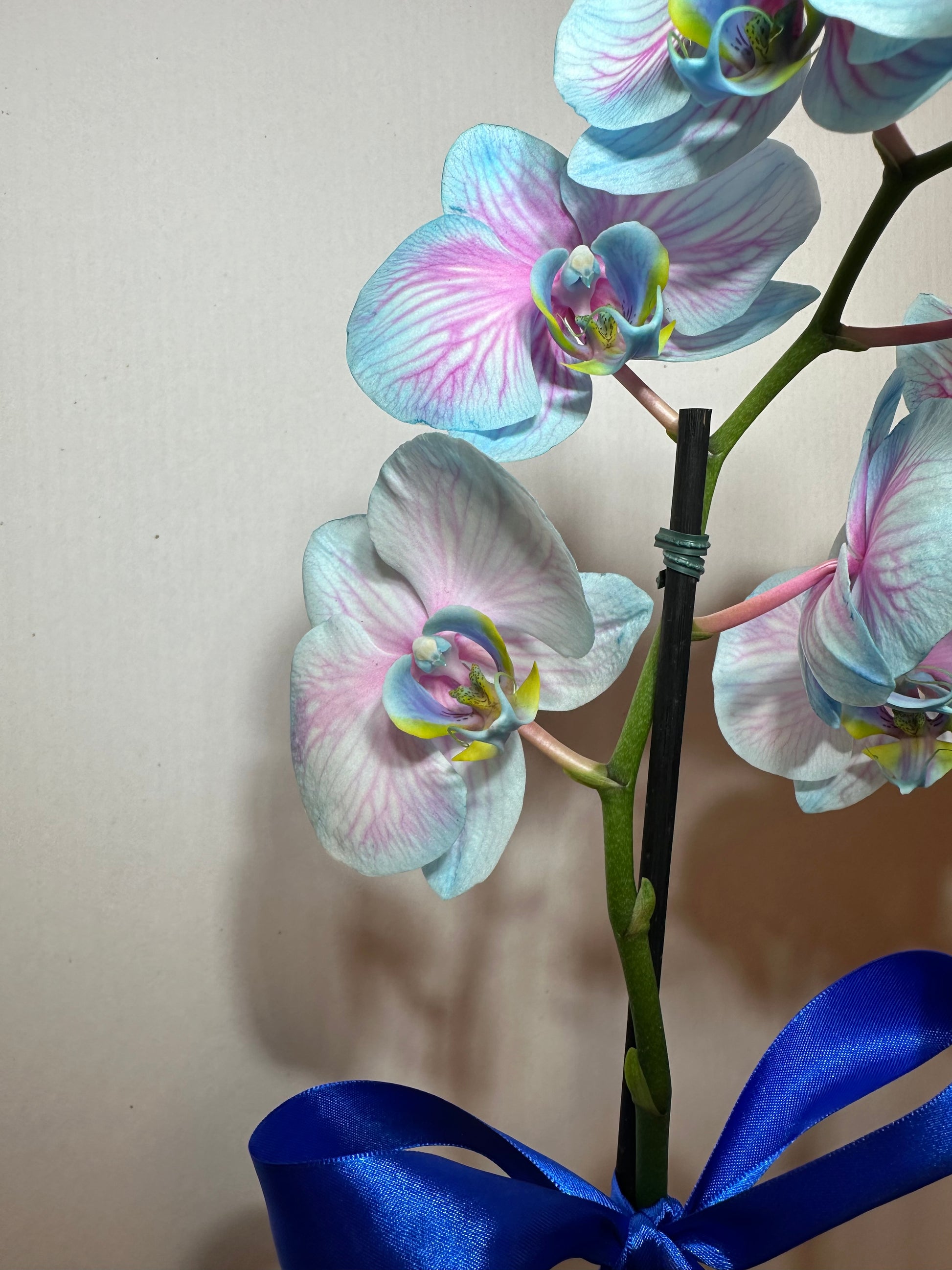 Orquídea Exclusiva com Embalagem Elegante