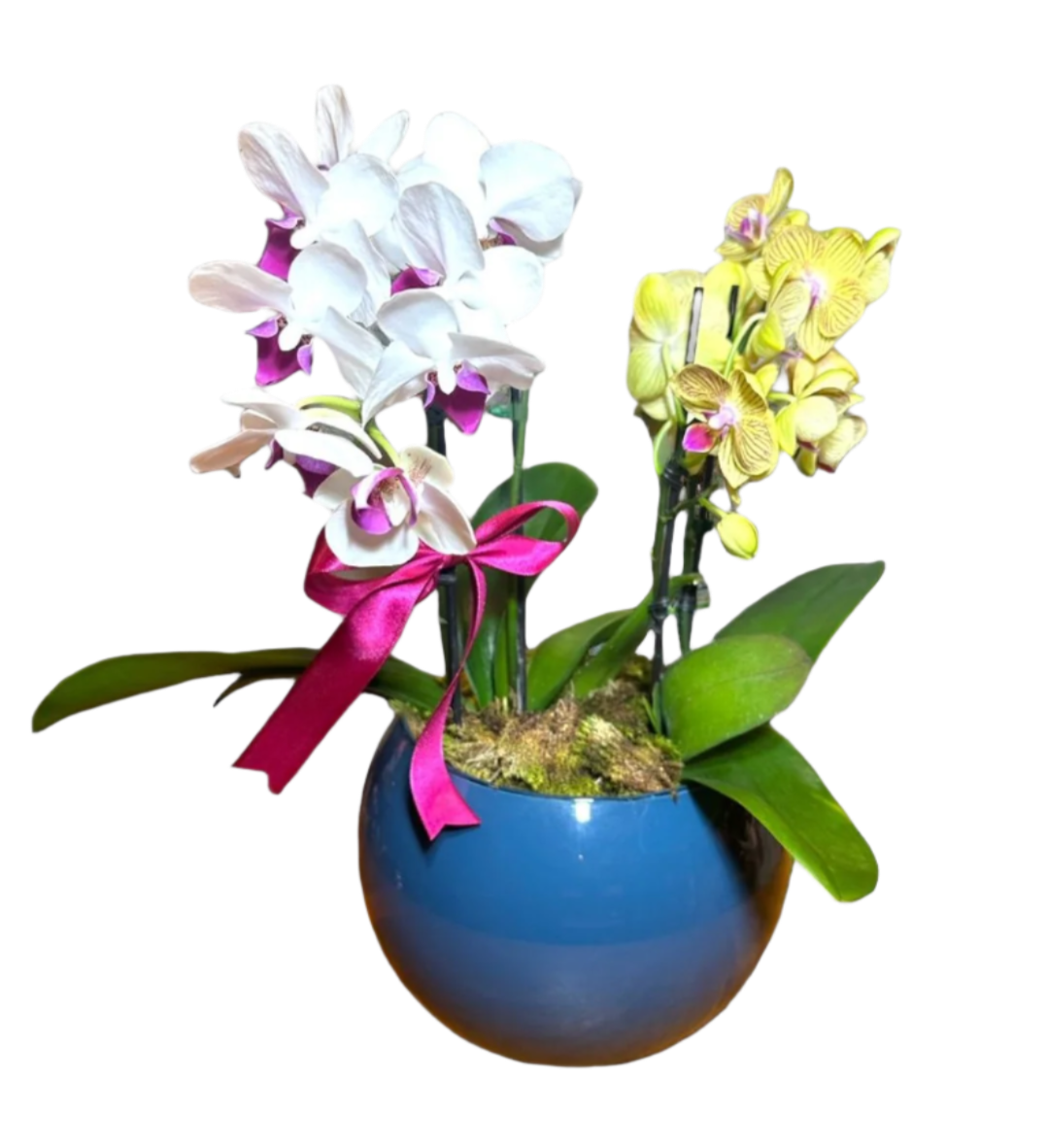 Mini Orquídea Phalaenopsis com vaso