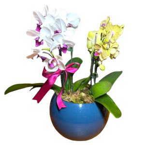 Mini Orquídea Phalaenopsis com vaso