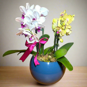 Mini Orquídea Phalaenopsis com vaso