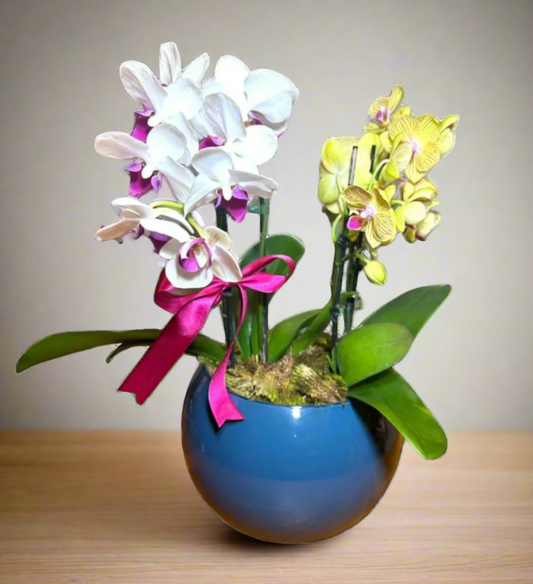 Mini Orquídea Phalaenopsis com vaso