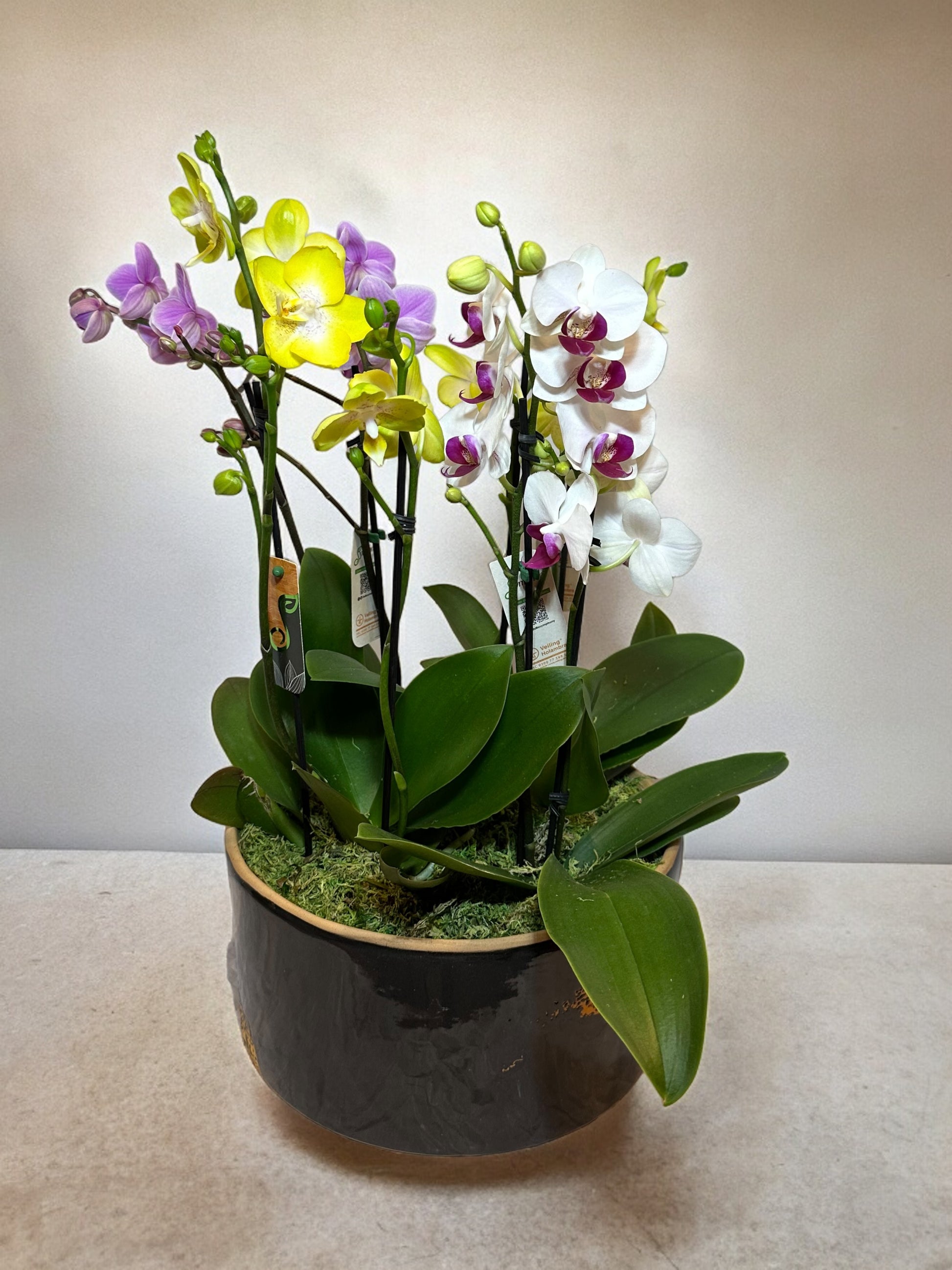 Arranjo Colorido de Mini Orquídeas em Vaso de Cerâmica