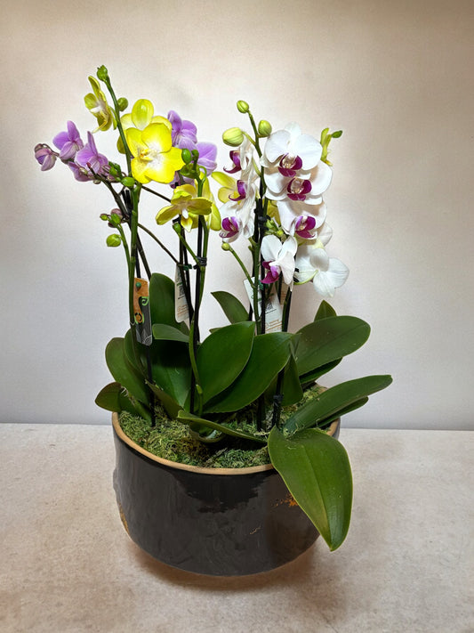 Colorful Arrangement of Mini Orchids in Ceramic Vase