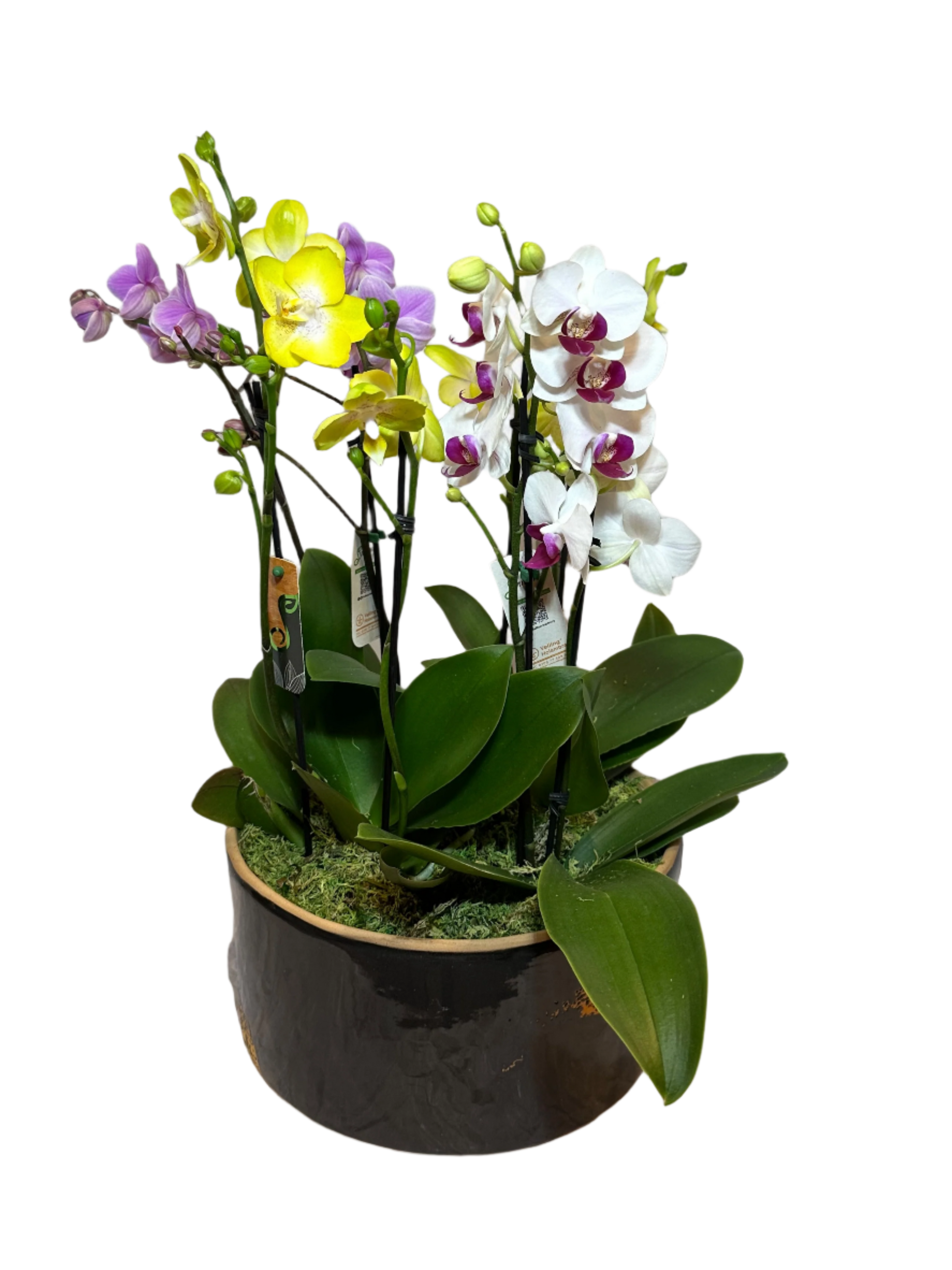 Arranjo Colorido de Mini Orquídeas em Vaso de Cerâmica