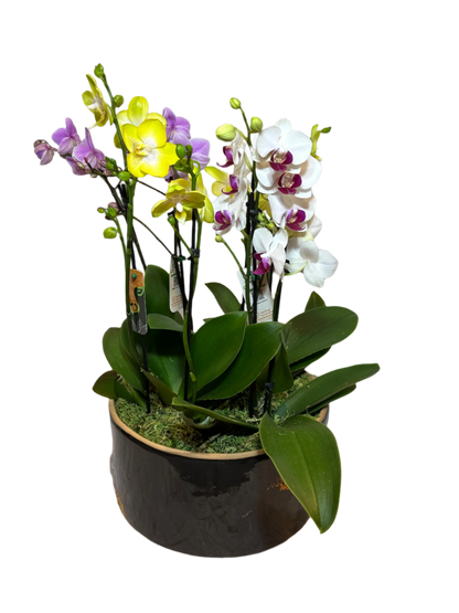 Arranjo Colorido de Mini Orquídeas em Vaso de Cerâmica