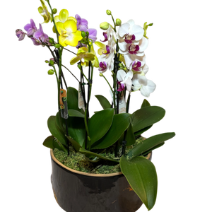 Arranjo Colorido de Mini Orquídeas em Vaso de Cerâmica