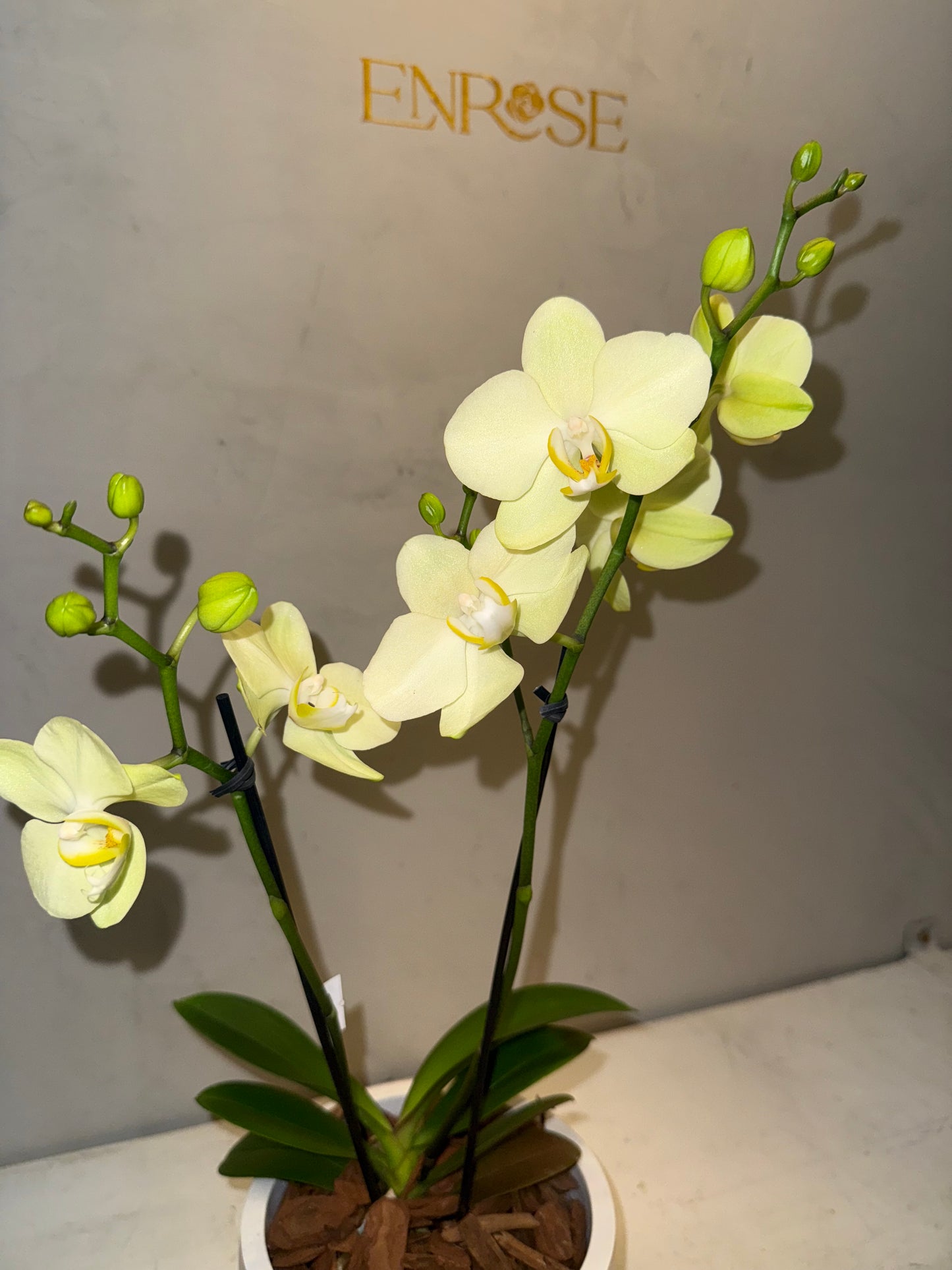 Miniature yellow orchid in a modern burnt cement vase. 