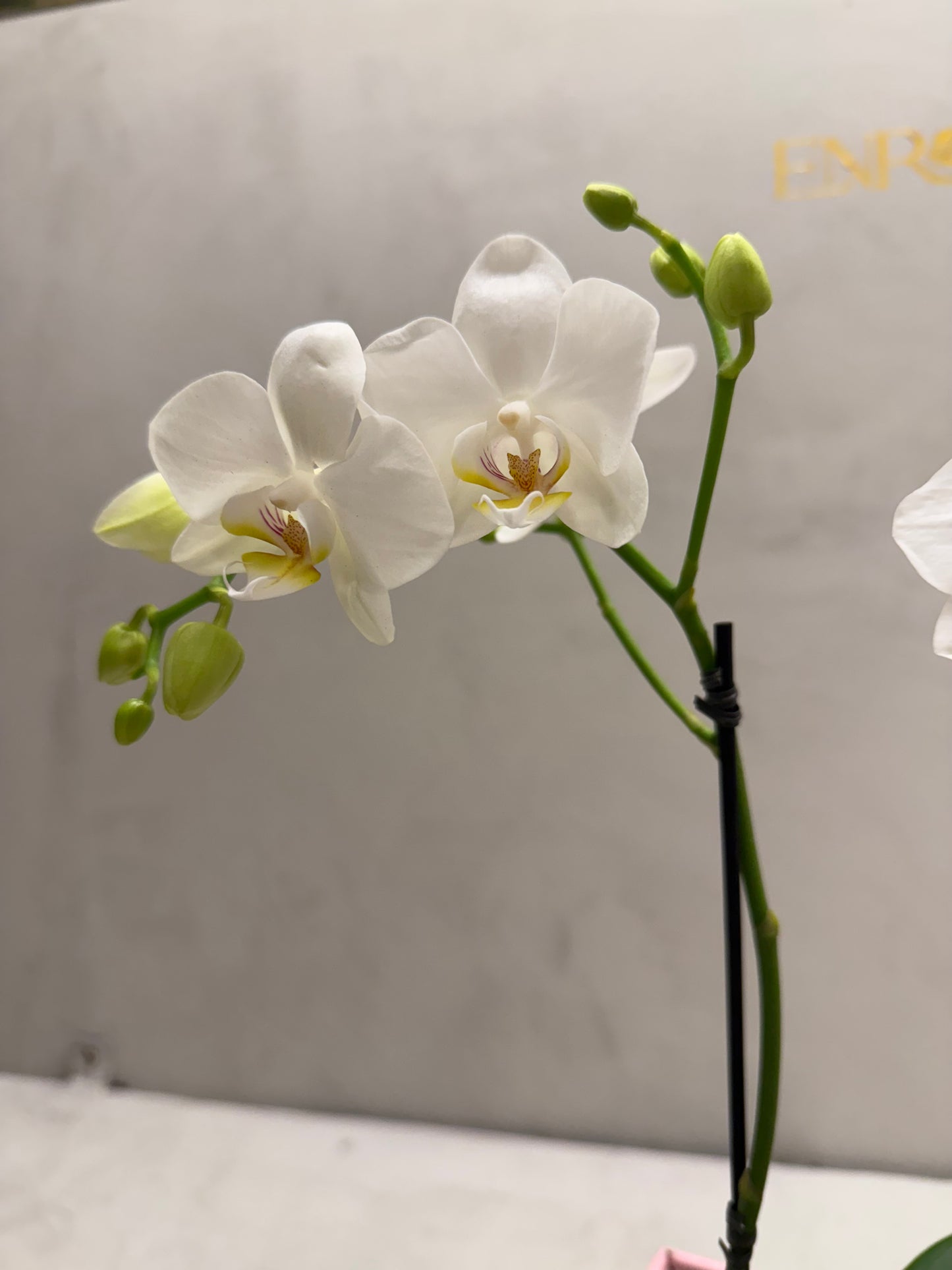 Mini White Orchids in Elegant Box