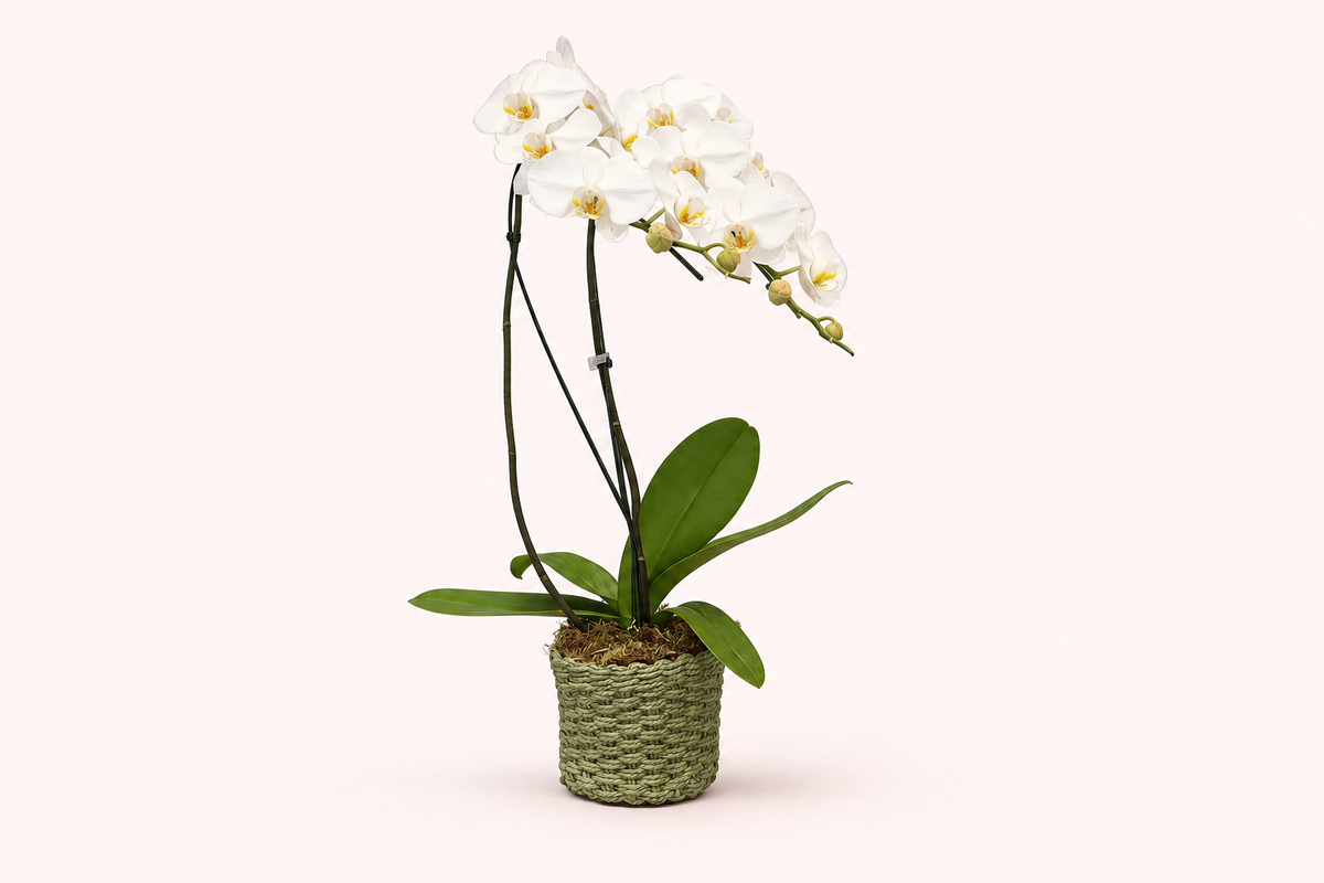 Orquídea Phalaenopsis Branca com Duas Hastes