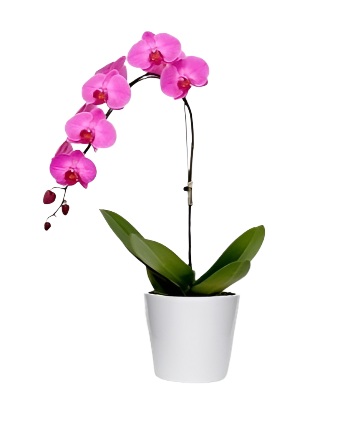 Orquídea Phalaenopsis Rosa com vaso