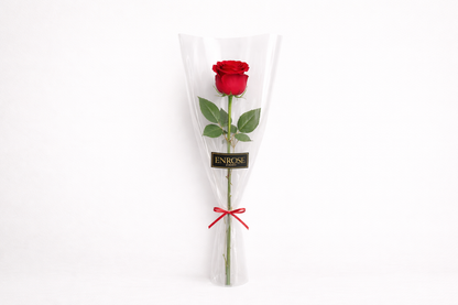 Colombian Red Rose