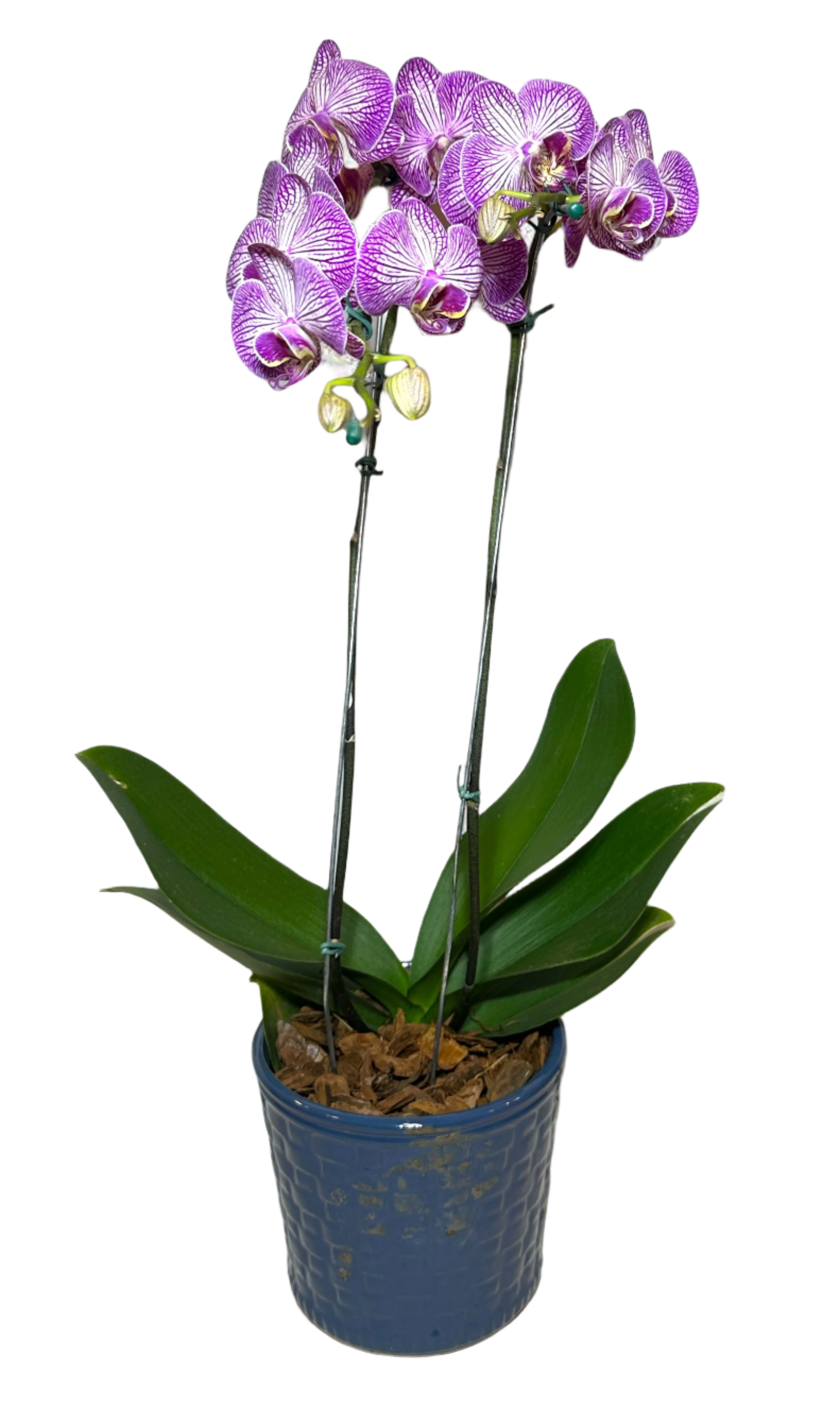 Orquídea Roxa em Vaso Moderno