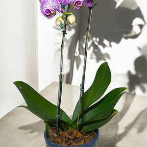 Orquídea Roxa em Vaso Moderno