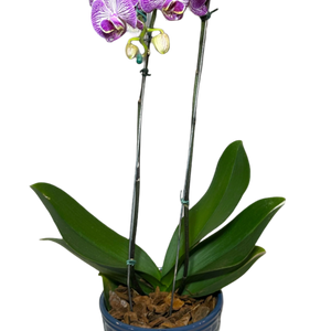 Orquídea Roxa em Vaso Moderno