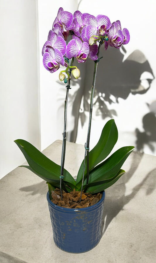 Orquídea Roxa em Vaso Moderno