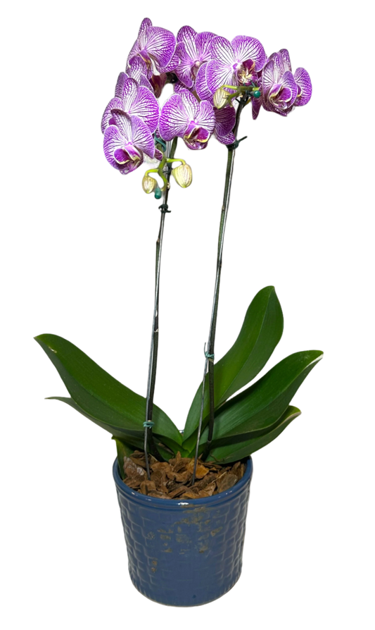 Orquídea Roxa em Vaso Moderno