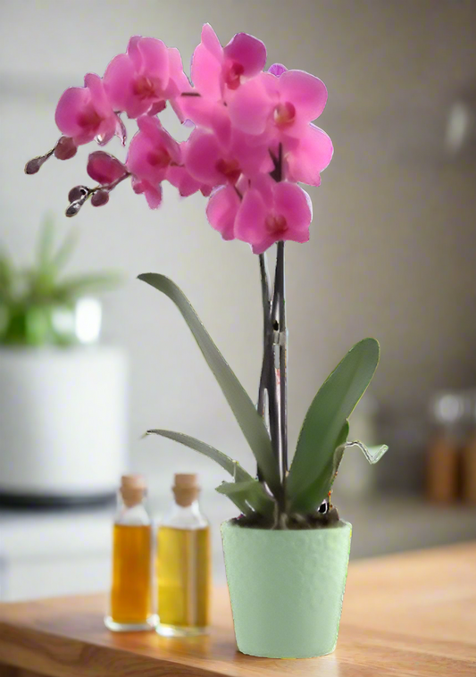 Orquídea Phalaenopsis Rosa com vaso