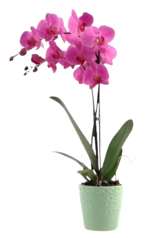 Orquídea Phalaenopsis Rosa com vaso