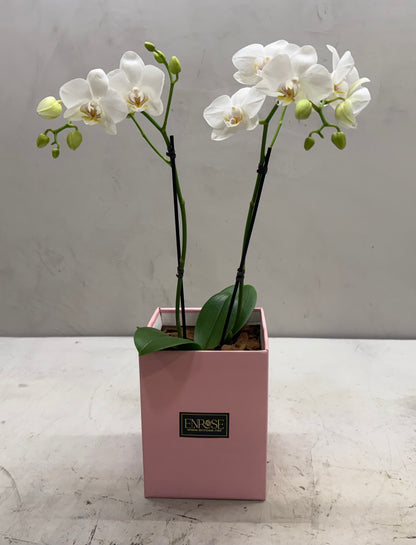 Mini White Orchids in Elegant Box