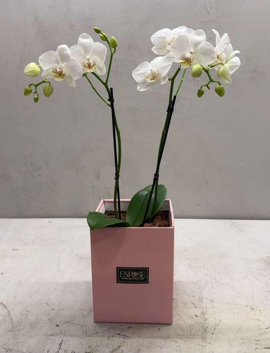 Mini White Orchids in Elegant Box