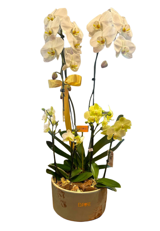 Orquídea Cascata Grande com Duas Mini Orquídeas em Vaso de Cerâmica