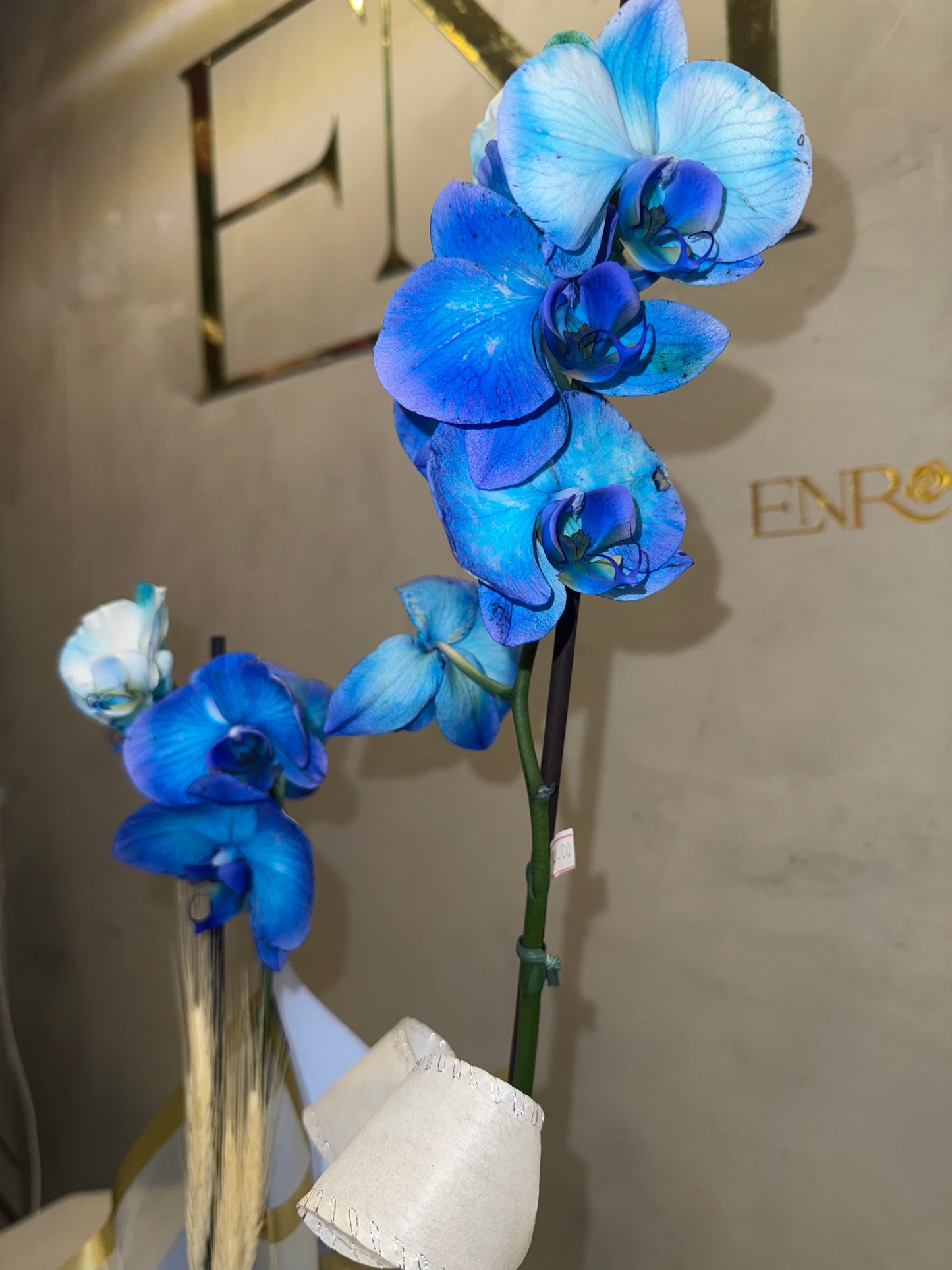Blue Orchid with Elegant Packaging